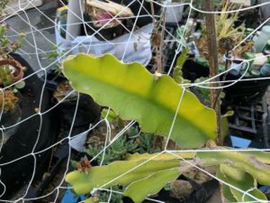 5M30FT Trellis Netting Square Mogalra